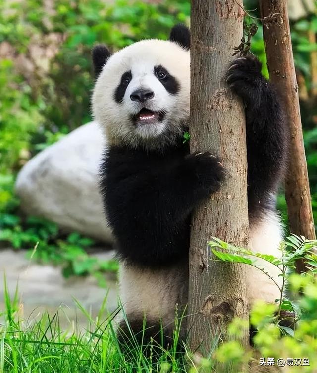大熊猫为啥只有中国有,大熊猫为啥只有中国有.