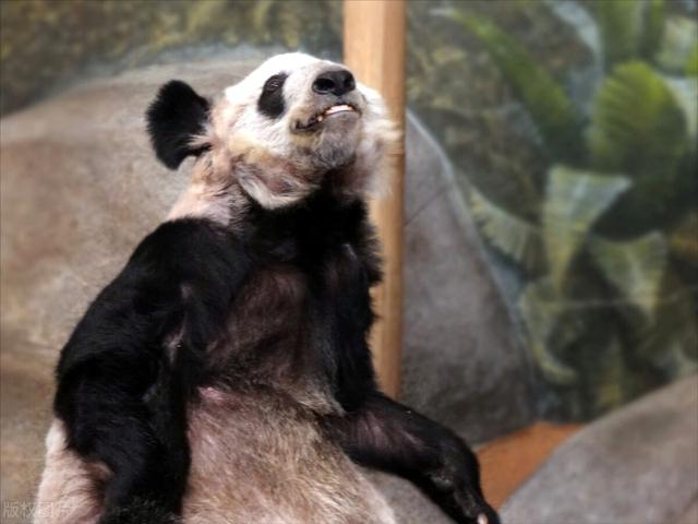 熊猫的故事在线观看免费，熊猫的故事在线观看免费高清？