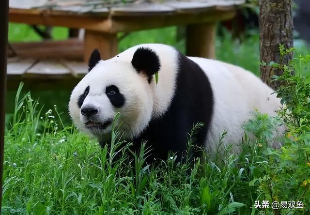 大熊猫为啥只有中国有,大熊猫为啥只有中国有.