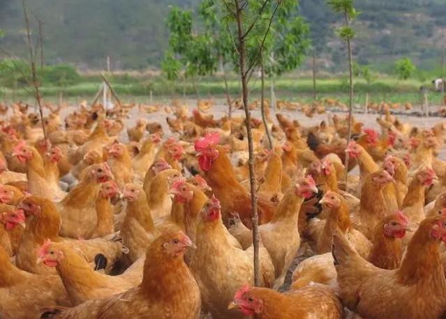 散养鸡2000只一年利润多少成本多少,散养鸡1000只一年利润多少.